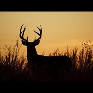 Meet your Posher, Abbi